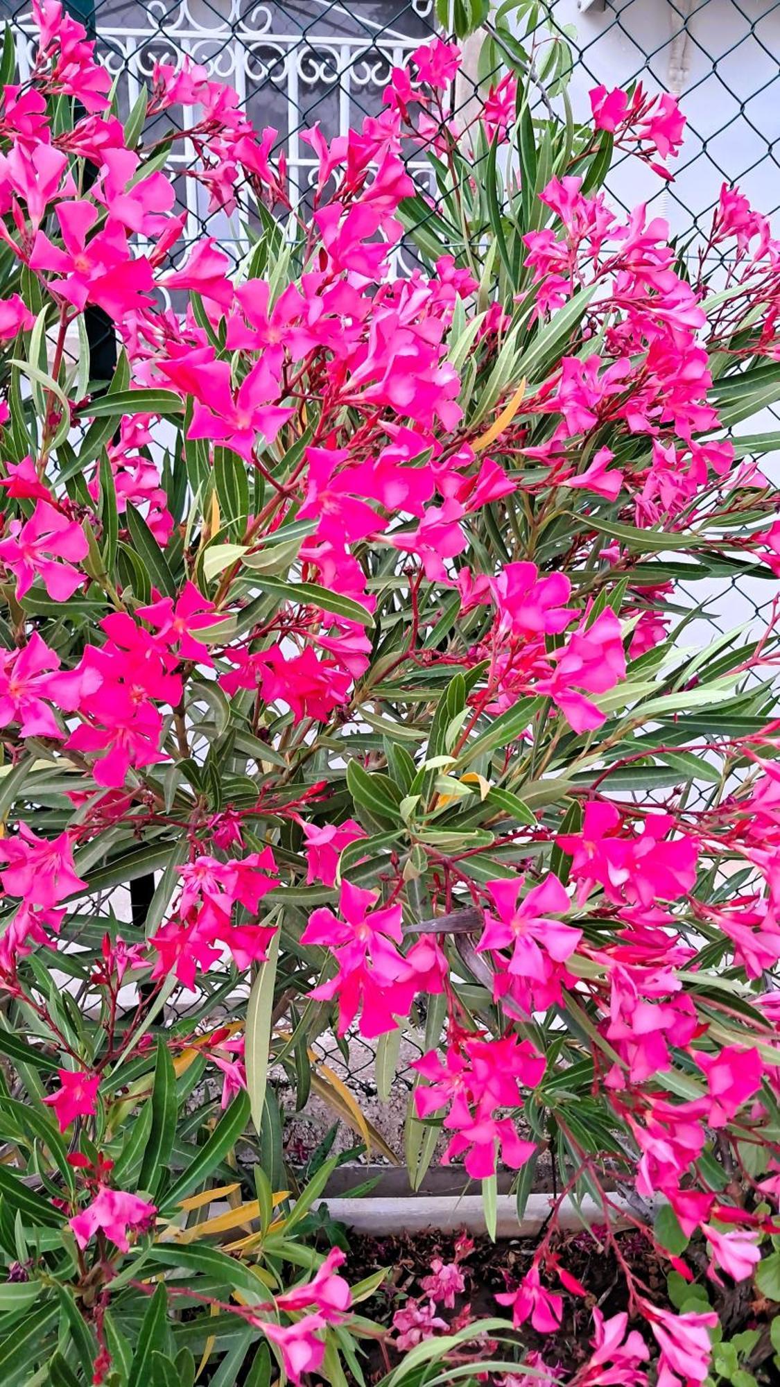 Apartment Hibiscus Siracusa *