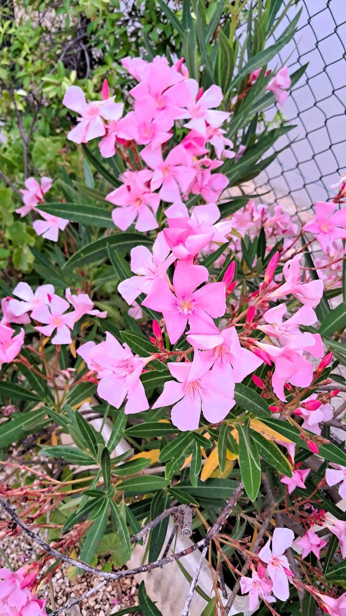 Apartment Hibiscus Siracusa Syrakus